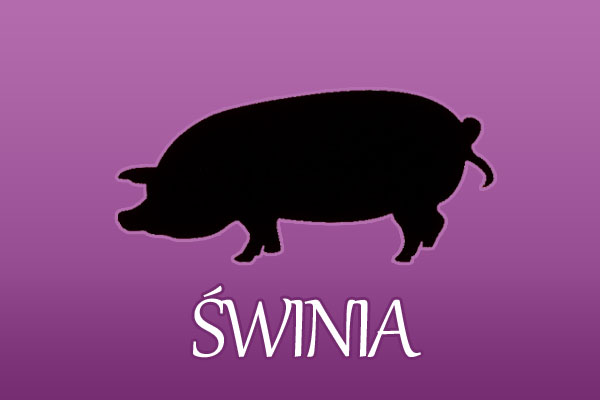 Świnia - chiński znak zodiaku